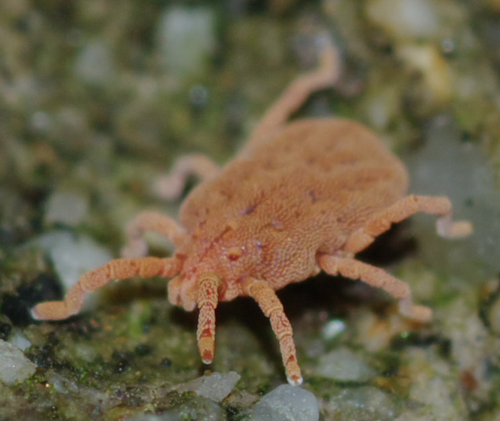 Calyptostomatidae: cfr Calyptostoma sp. - Arcavacata (CS)